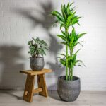 Dracaena ‘Janet Craig’ Plant - Image 5