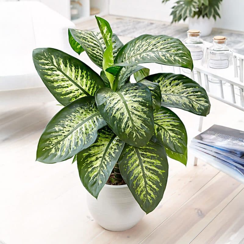 Dieffenbachia "Tropic Snow" - Image 1