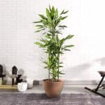 Dracaena ‘Janet Craig’ Plant