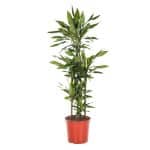 Dracaena ‘Janet Craig’ Plant - Image 2
