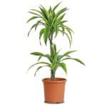 Dracaena ‘Lemon Lime’ Plant