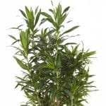 ⁦Dracaena ‘Song of Jamaica’ Plant⁩ - الصورة ⁦7⁩