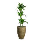 Dracaena ‘Janet Craig’ Plant - Image 4
