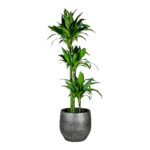 Dracaena ‘Janet Craig’ Plant - Image 3