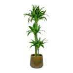Dracaena ‘Janet Craig’ Plant - Image 6