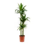 Dracaena ‘Janet Craig’ Plant - Image 7