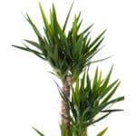 Yucca elephantipes – Plant - Image 6