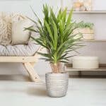 Yucca elephantipes – Plant - Image 2