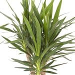 Yucca elephantipes – Plant - Image 4