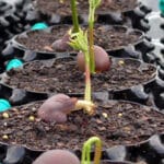 ⁦Revolutionary Air-Pot - Garden Propagation Pot Planter Container⁩ - الصورة ⁦5⁩