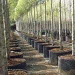 ⁦Revolutionary Air-Pot - Garden Propagation Pot Planter Container⁩ - الصورة ⁦4⁩