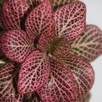 Fittonia “Mix” Plant - Image 2