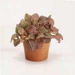 Fittonia “Mix” Plant - Image 3