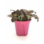 Fittonia “Mix” Plant - Image 4