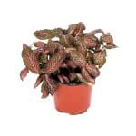 Fittonia “Mix” Plant - Image 5