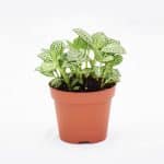 Fittonia “Mix” Plant - Image 6